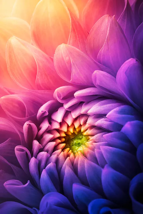 #00150_Chrysanthemum_Makro.jpg